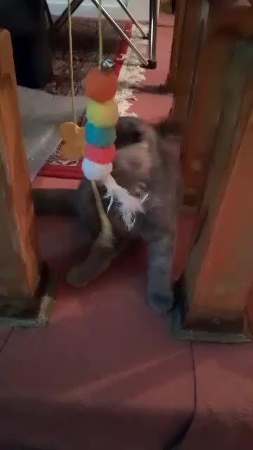 گربه اسکاتیش بلو|گربه|شیراز, عفیفآباد|دیوار