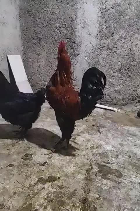 مرغ فروشی|حیوانات مزرعه|دهدشت, |دیوار