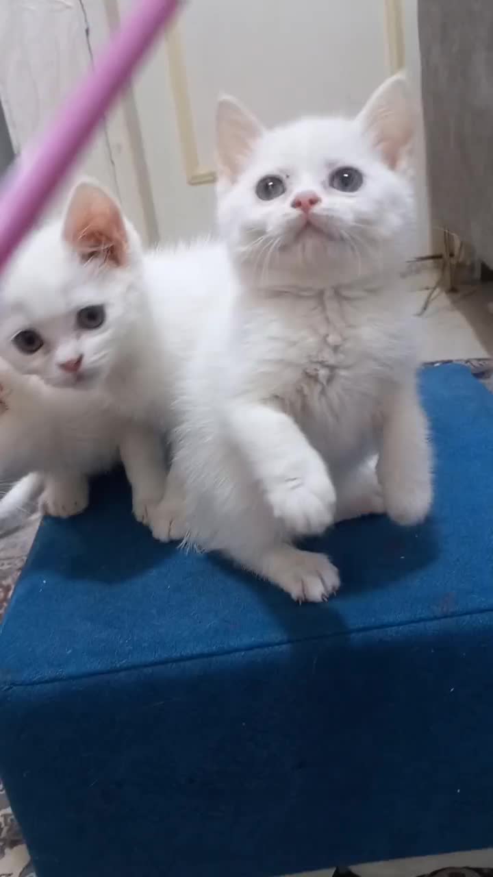 گربه بریتیش|گربه|ملارد, |دیوار