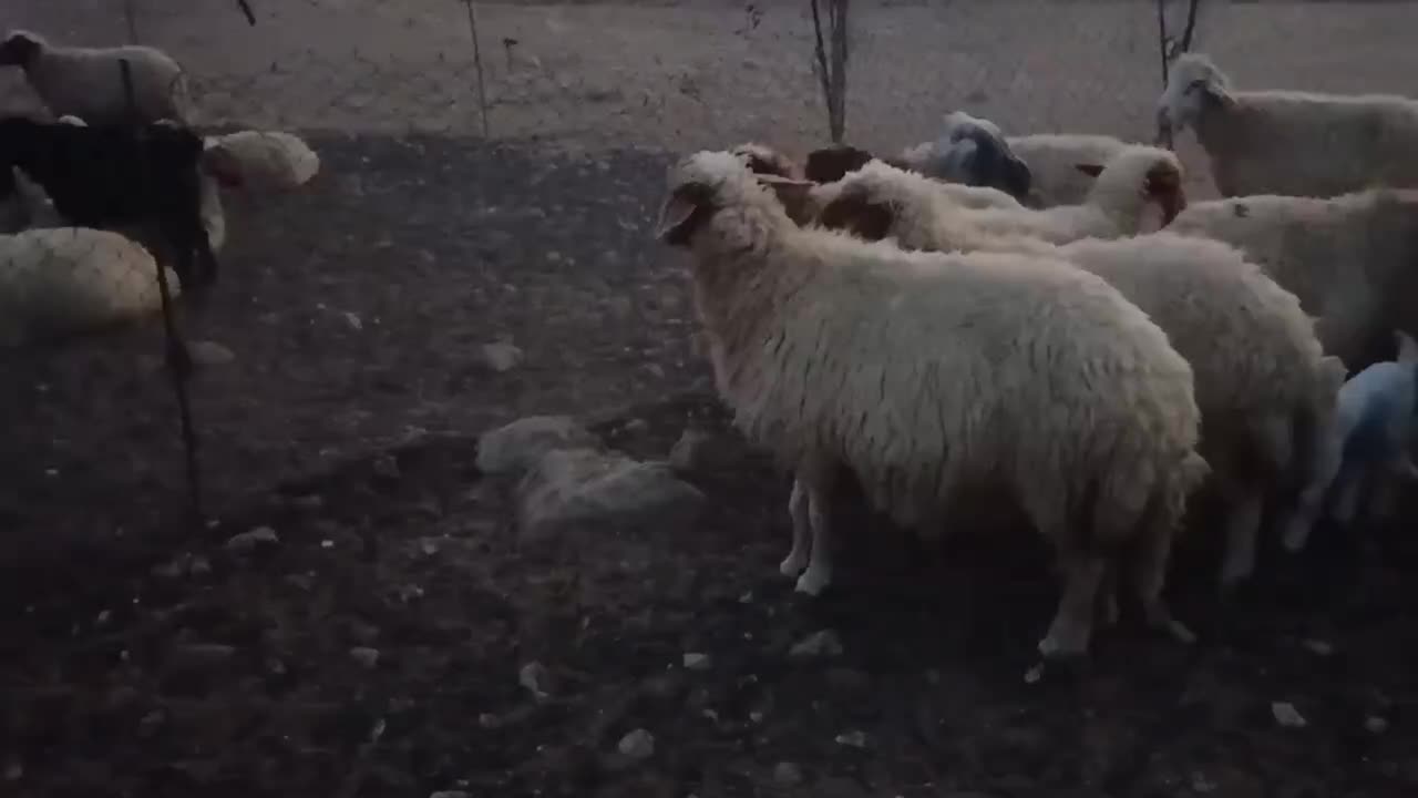 گوسفند|حیوانات مزرعه|آبدانان, |دیوار