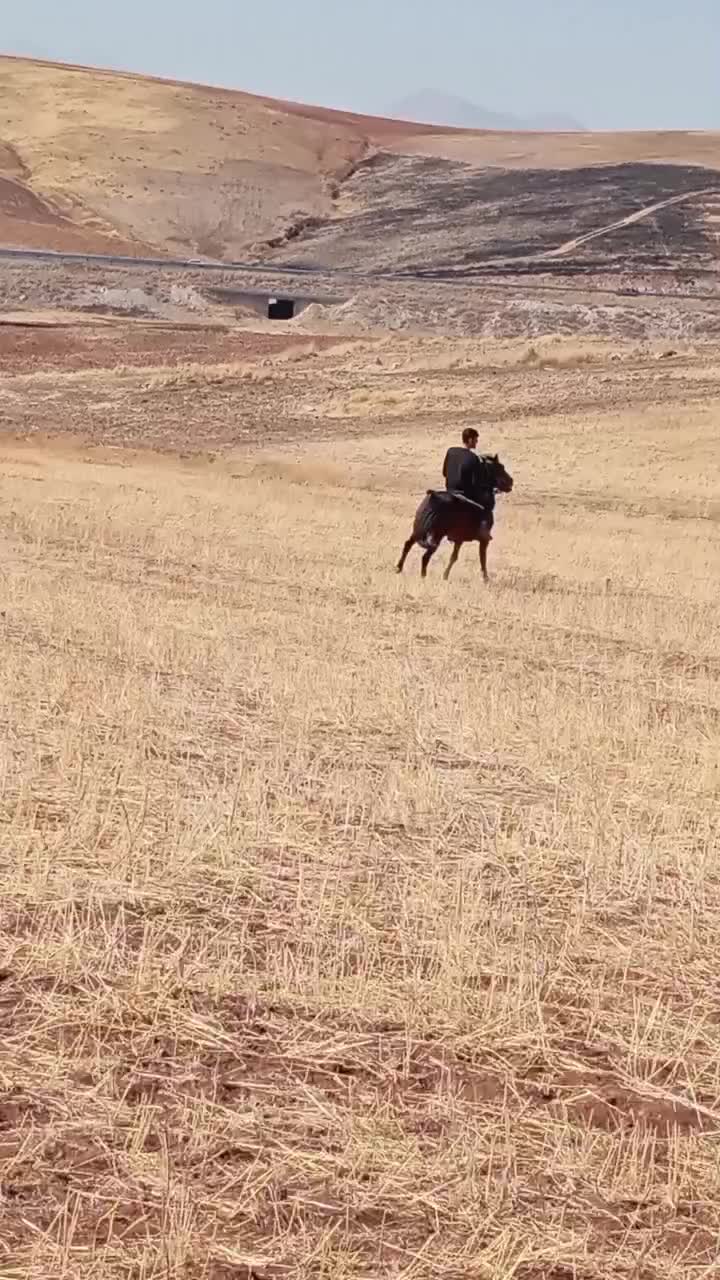 مادیان 7ساله یورقه|اسب و تجهیزات اسب‌سواری|بستان آباد, |دیوار