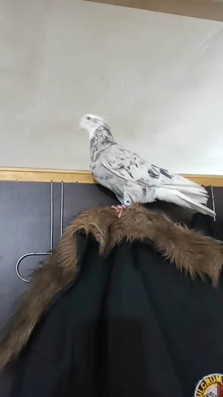 کبوتر طوقی. دمسفید|پرنده|رامهرمز, |دیوار