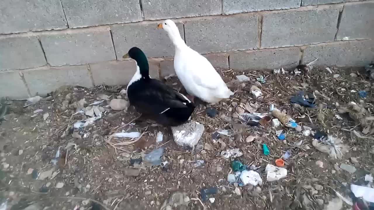 مرغ|حیوانات مزرعه|صحرای باغ, |دیوار