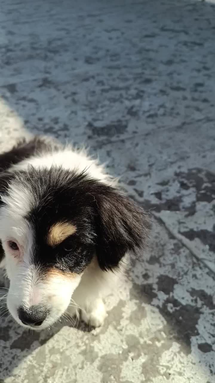 سگ خارجی|سگ|نسیم‌شهر, |دیوار