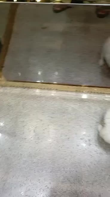 سگ پامر اشتپیز|سگ|بندرعباس, |دیوار