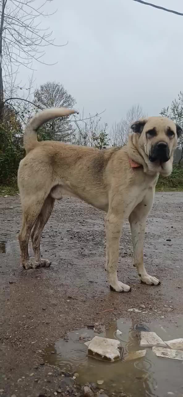 سگ گله نر، پژدر، کردی، عراقی|سگ|رشت, لاکان|دیوار