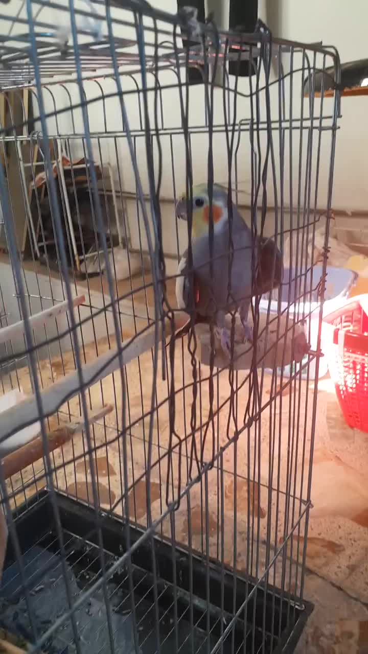 یک جفت عروس هلندی با قفس سخنگو|پرنده|ساری, |دیوار