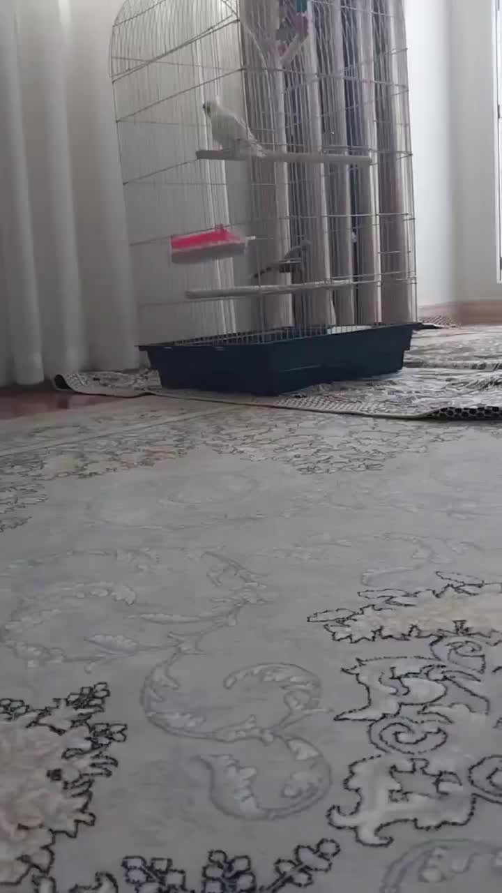 عروس هلندی بدون قفس|پرنده|تهران, شهرک ابوذر|دیوار