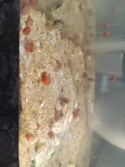 حلزون|ماهی|مشهد, آبکوه|دیوار