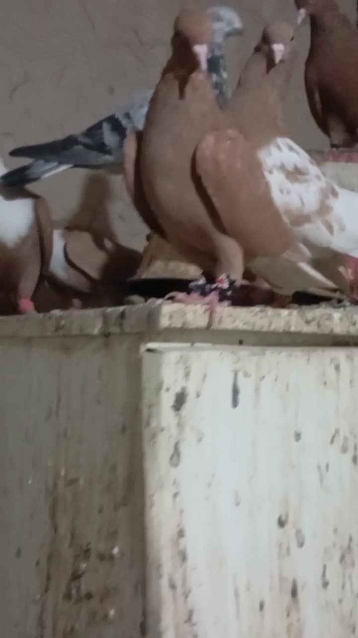 آشخانه|حیوانات|سملقان, |دیوار