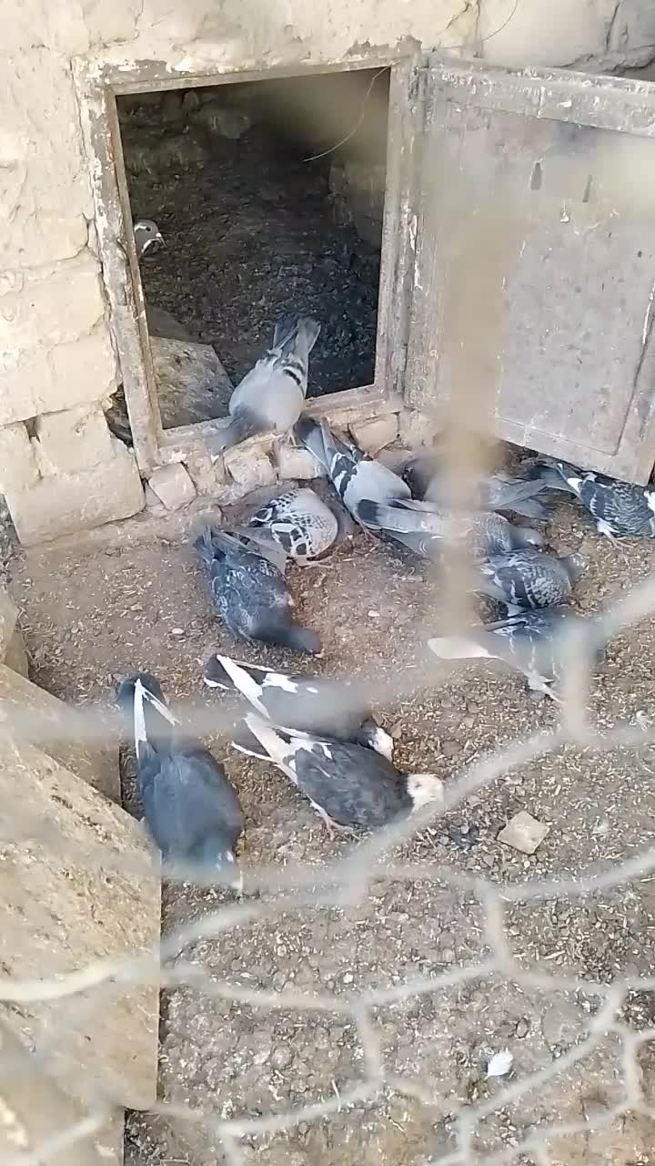 کبوتر خودت نگاه کن پسند شد درخدمتم ...|پرنده|سلیمان, |دیوار