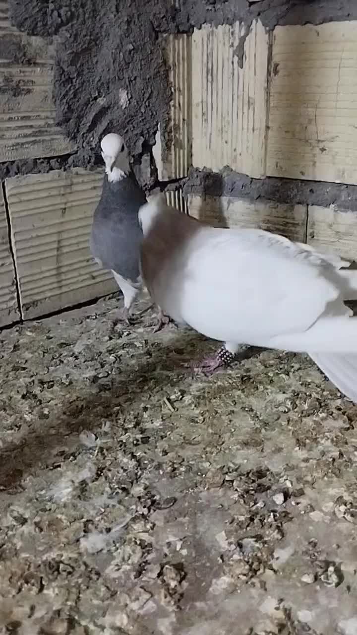 نرماده طوقی|پرنده|بم, |دیوار