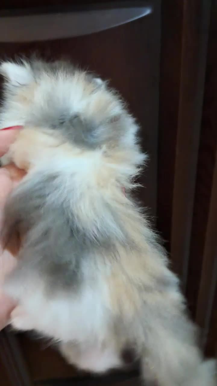 پرشین کالیکو|گربه|رشت, کوی حسینی|دیوار