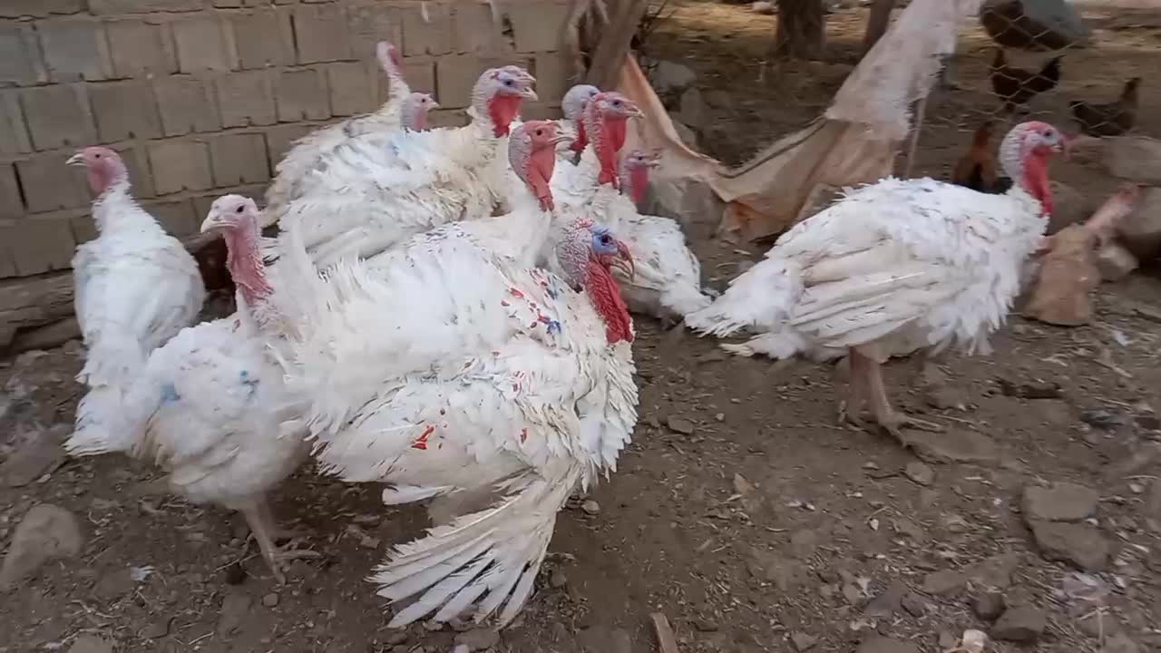 بوقلمون سفید صد درصد طبیعی|حیوانات مزرعه|بانه, |دیوار