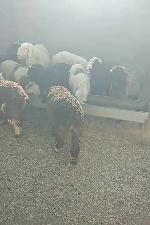 فروش بره|حیوانات مزرعه|کوهرنگ, |دیوار