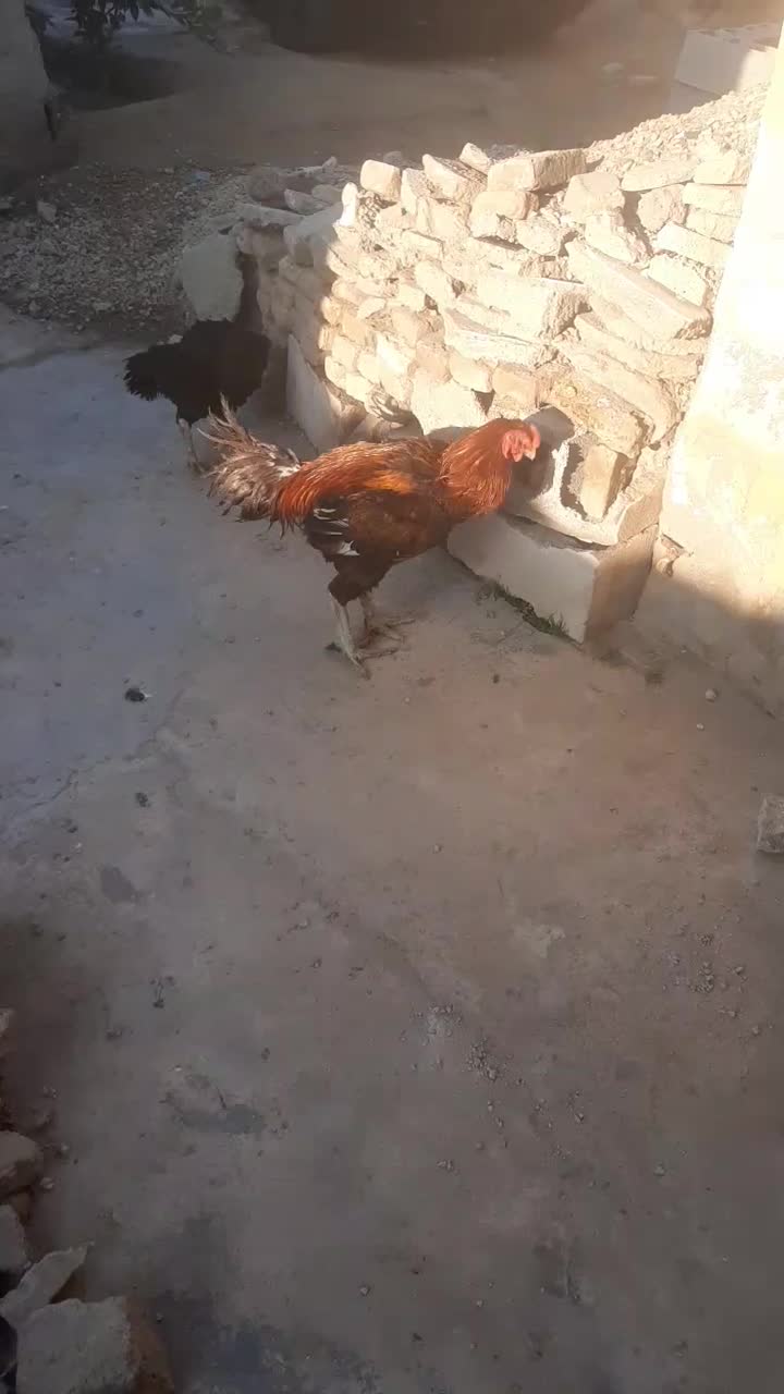 مرغ وخروس لاری|حیوانات مزرعه|آزادشهر, |دیوار