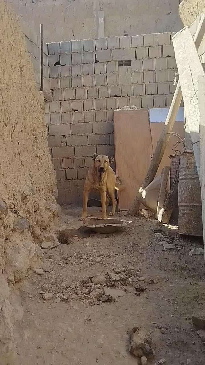 سگ سرابی|سگ|بستان آباد, |دیوار