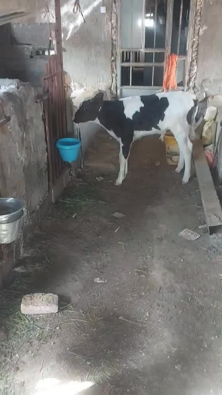 گوساله نر درجه یک آماده جمع|حیوانات مزرعه|قلندر آباد, |دیوار