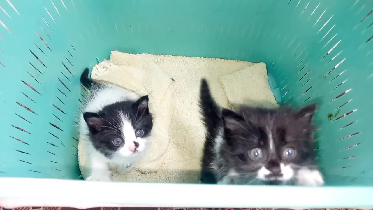 واگذاری دو بچه گربه نر  دی ال اس|گربه|اصفهان, مصلی|دیوار