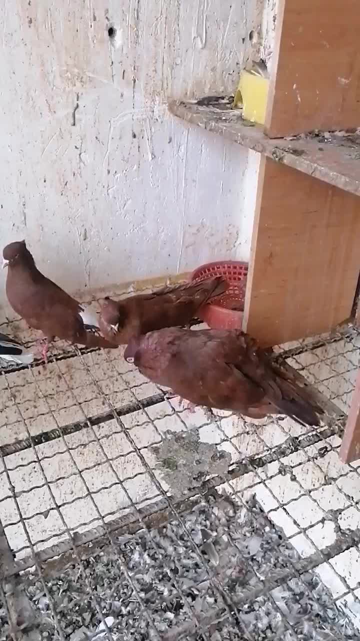 کبوتر صرب|پرنده|بوشهر, |دیوار