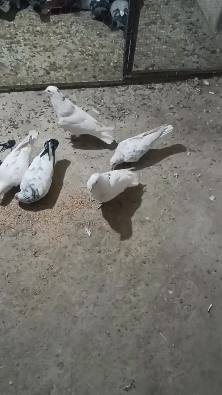 سارنروماده|پرنده|تربتحیدریه, قاسم آباد|دیوار