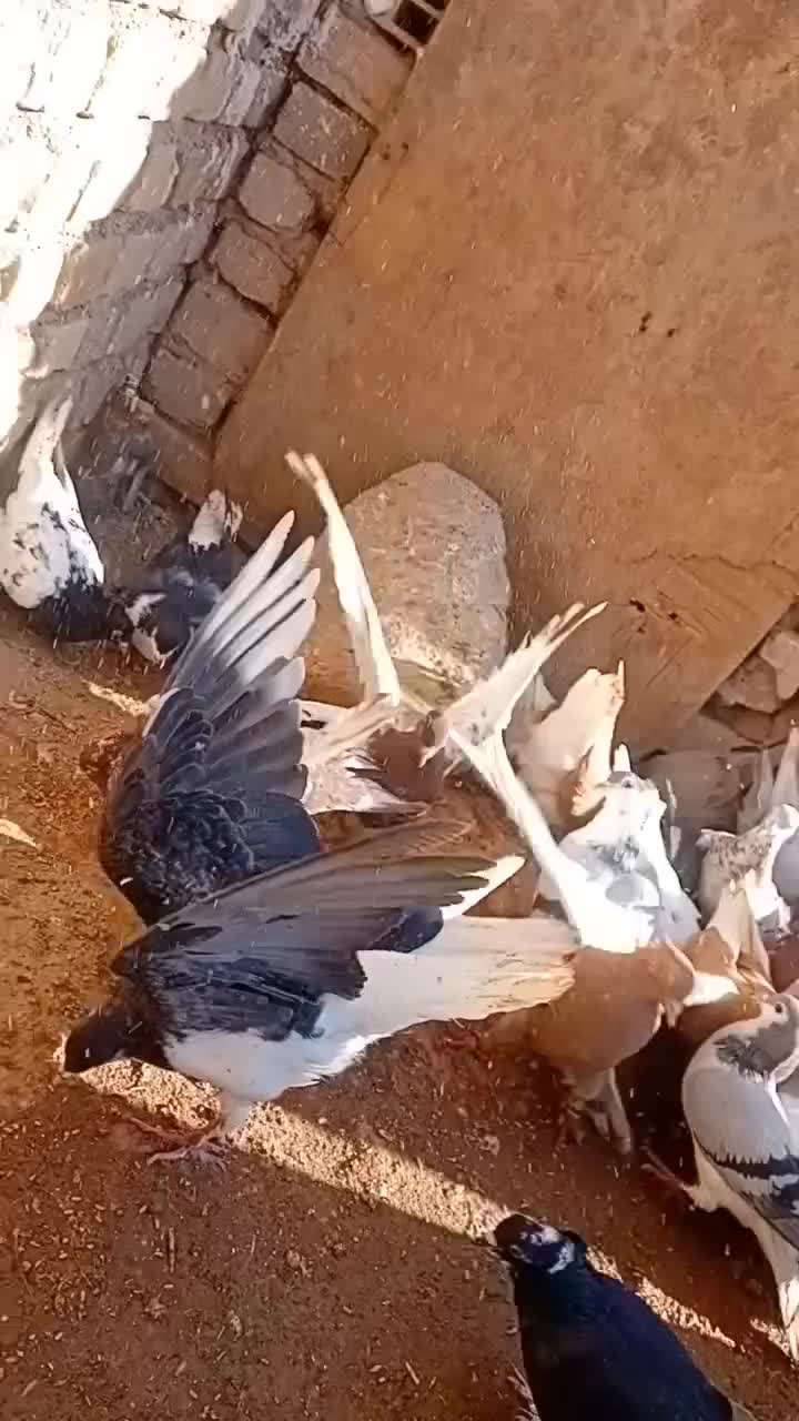 ۳۰ عدد رنگی قیمت مناسب|پرنده|بشاریات, |دیوار