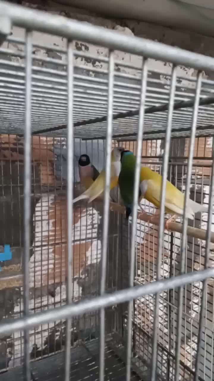 فنچ گلدین|پرنده|ساری, |دیوار