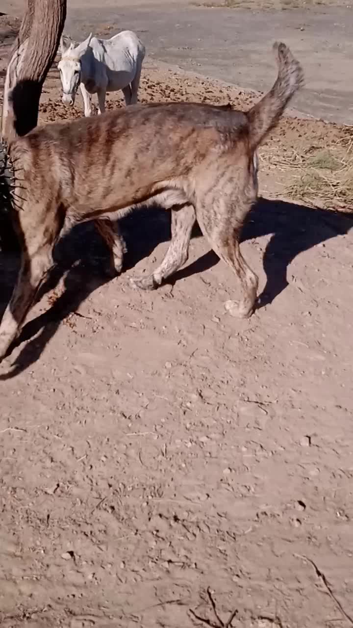 سگ گلگی|سگ|نیمبلوک, |دیوار