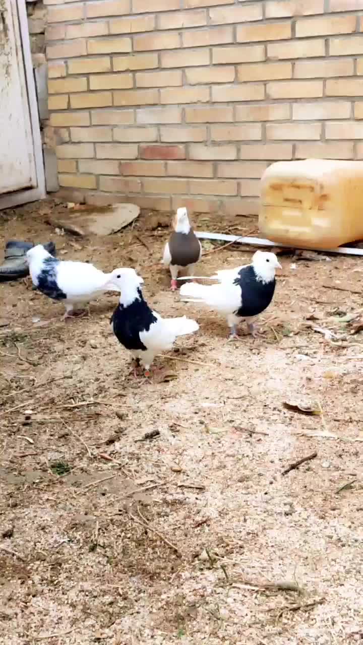 کفتر طوقی|پرنده|حمیدیا, |دیوار