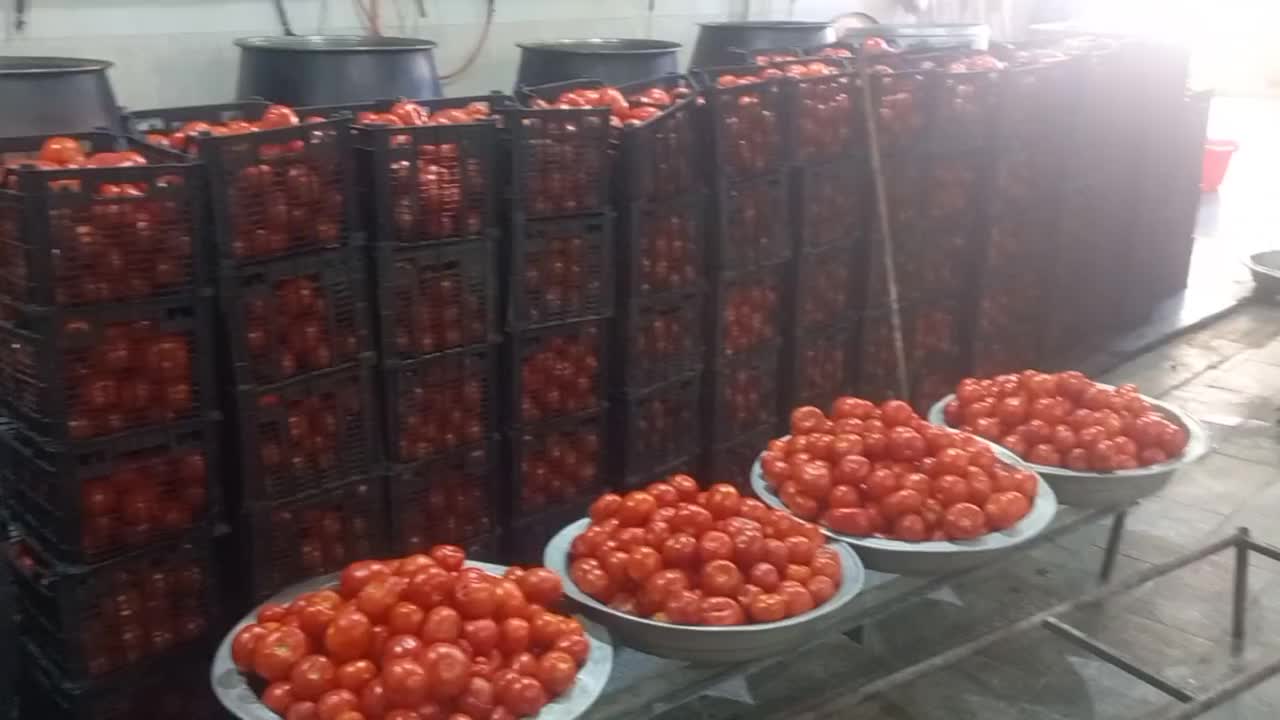گو جه فرنگی آبگیر و تصفیه گوجه فرنگی سیار|خوردنی و آشامیدنی|مشهد, هنرستان|دیوار