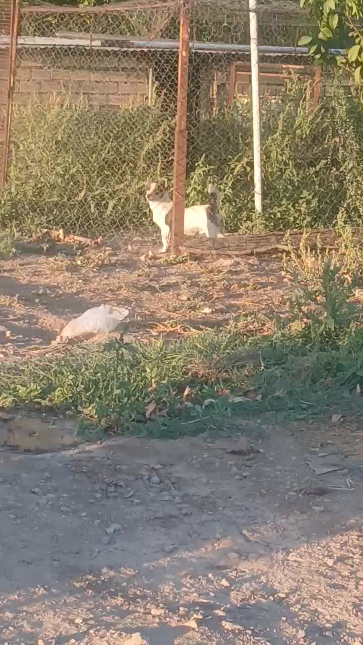 سگ‌نر|سگ|صحنه, |دیوار