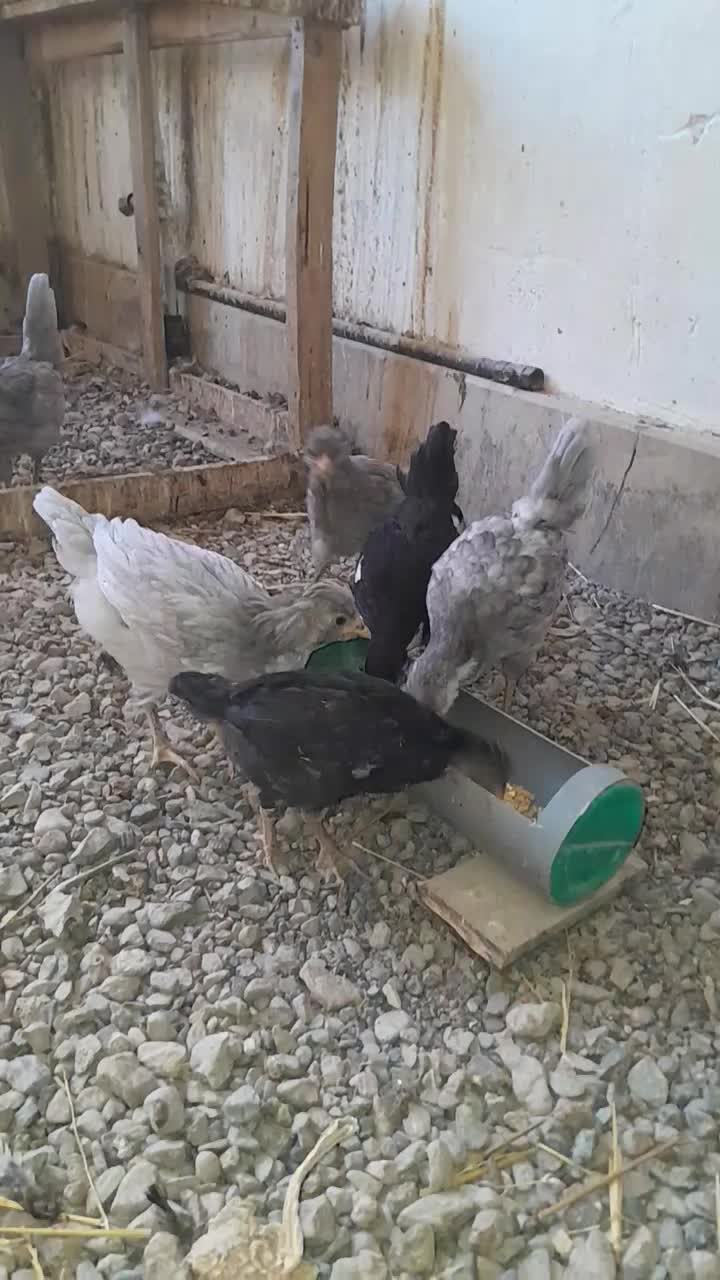 جوجه و مرغ و خروس گلین اصل|حیوانات مزرعه|مشهد, کوشش|دیوار