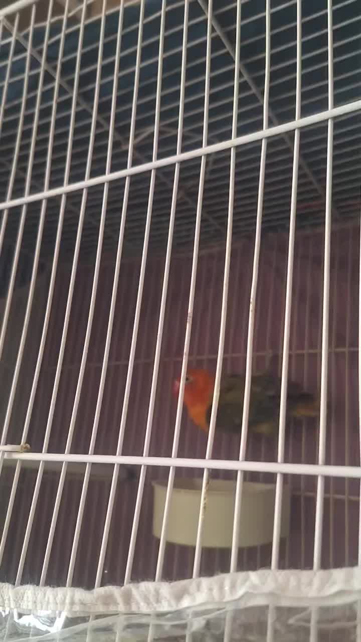 کوتوله پاربلو|پرنده|مشهد, امیر|دیوار