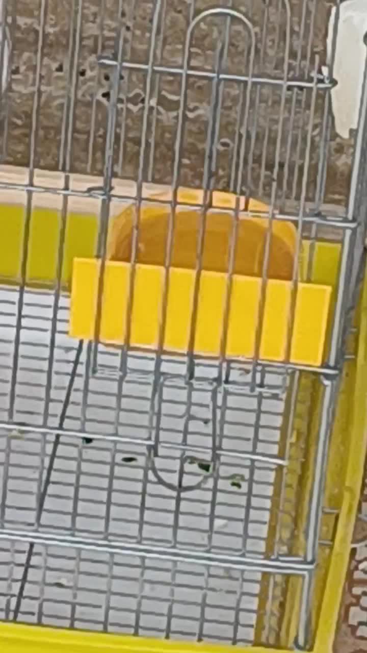 طوطی عروس ومرغ عشق|پرنده|تاکستان, |دیوار