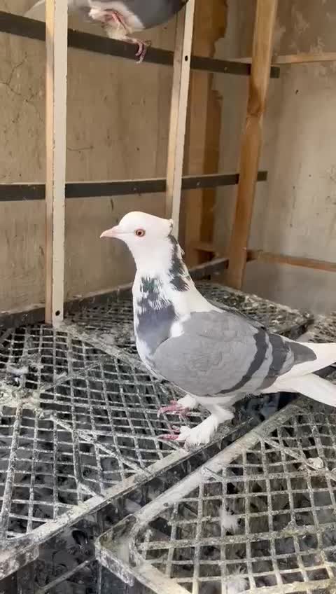 کفتر پرشی نامبروان|پرنده|تهران, مسعودیه|دیوار