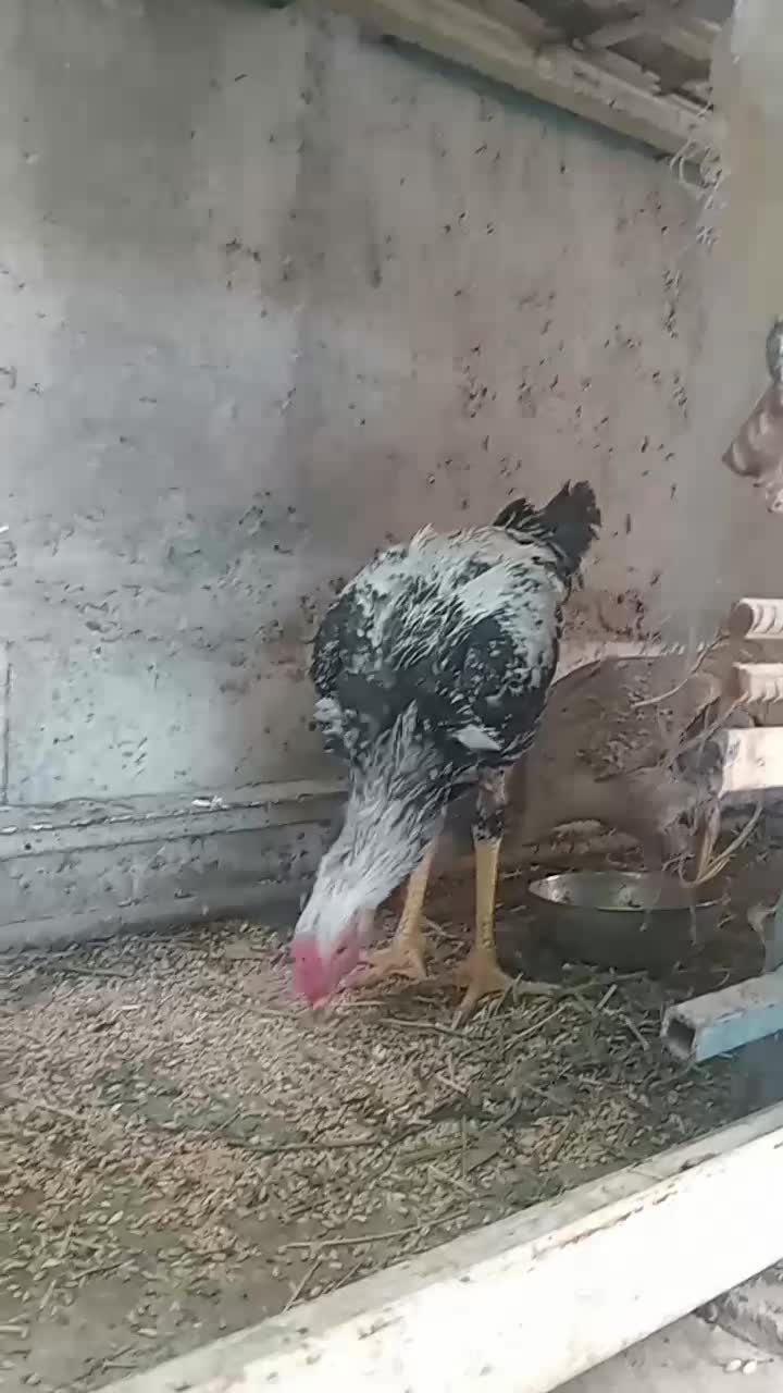 لاری|حیوانات مزرعه|کهنوج, |دیوار