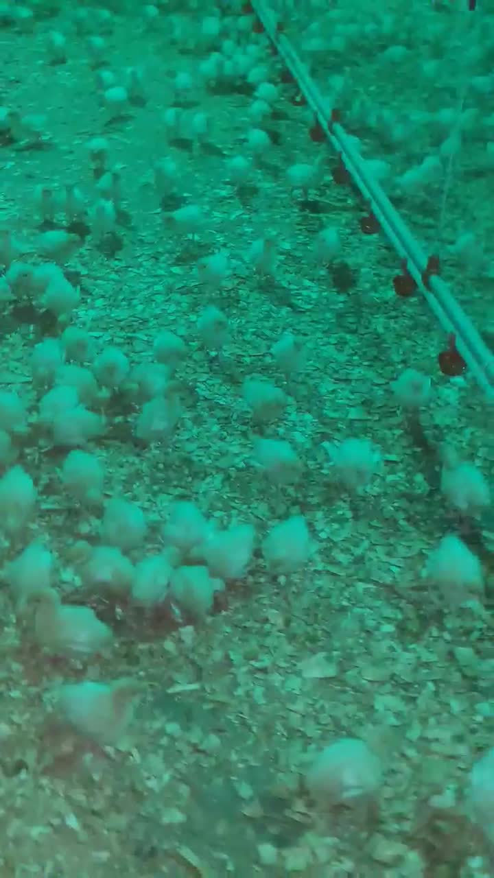 جوجه بوقلمون بیوتی|حیوانات مزرعه|قم, گلزار|دیوار