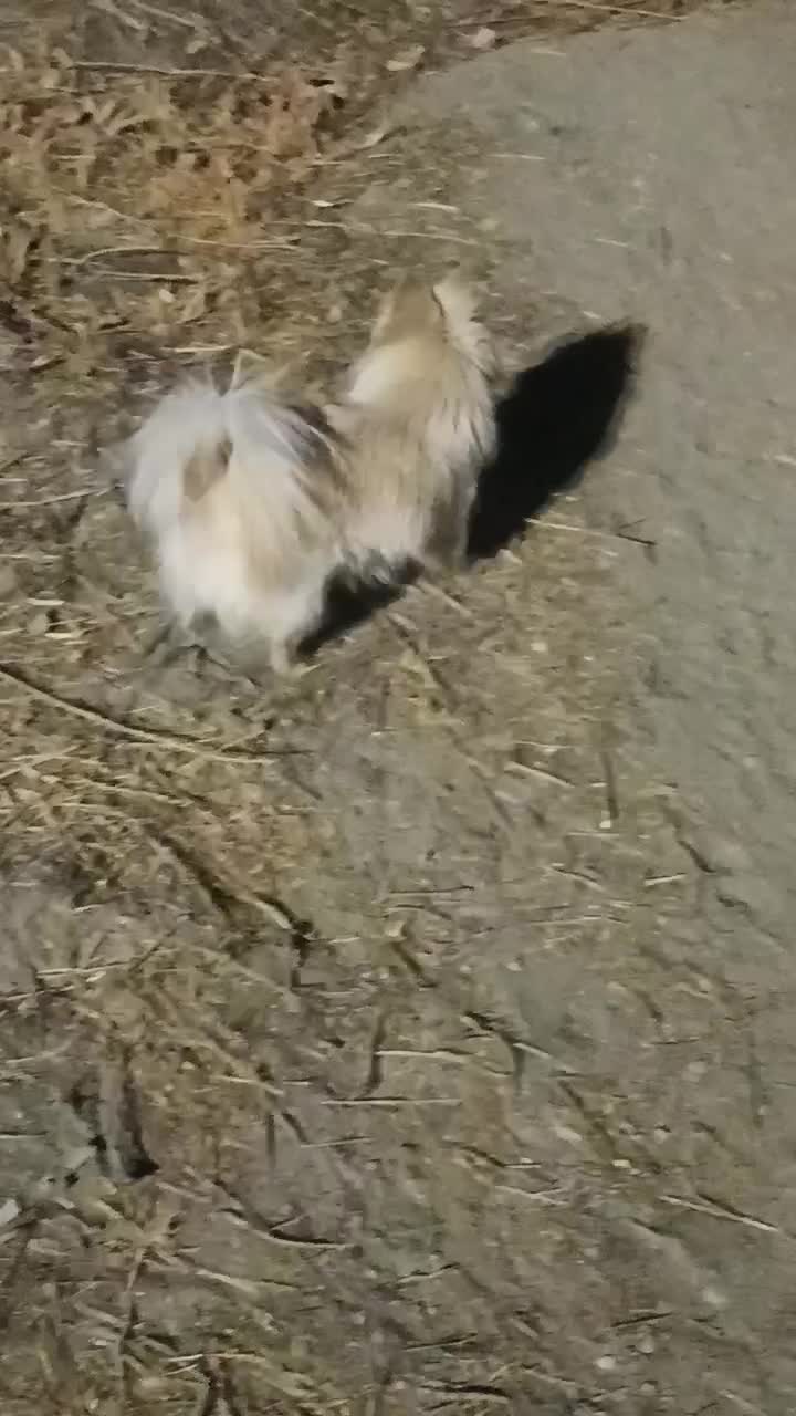 پامر عروسکی خرسی|سگ|کرج, کوی کارمندان جنوبی|دیوار