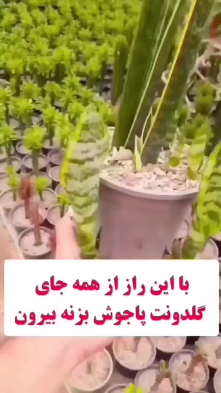 120عددقرص کودارگانیک|گل و گیاه طبیعی|آبیک, |دیوار