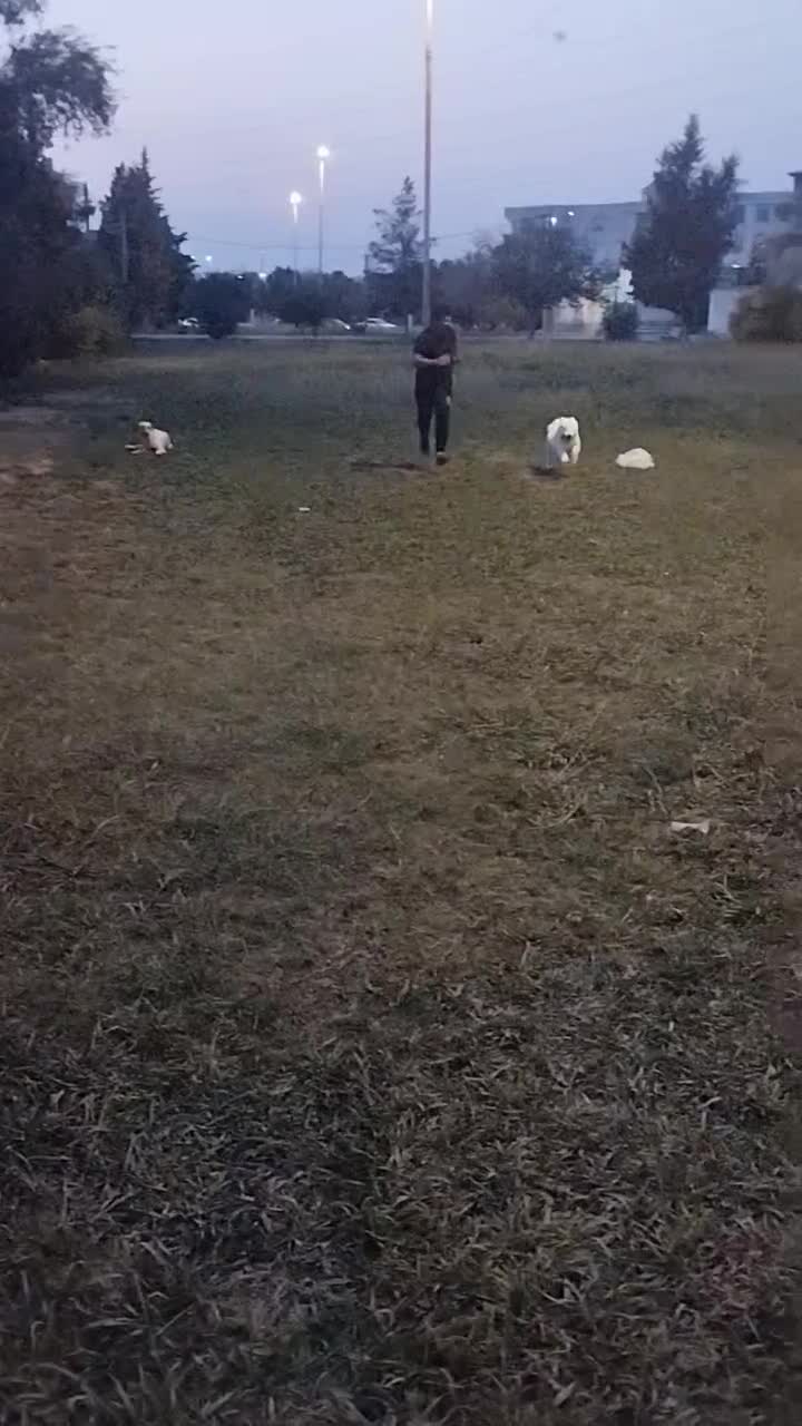 سگ ماده|سگ|شیراز, داریون|دیوار