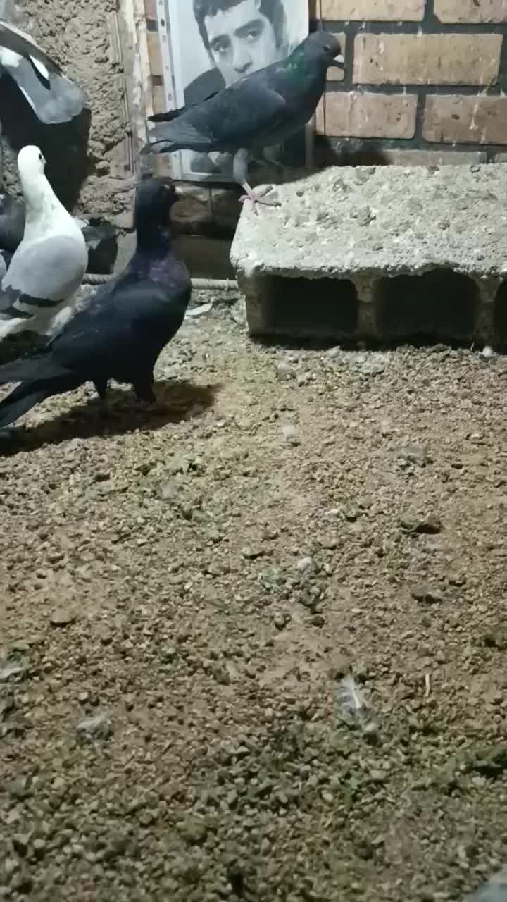 کفتر|پرنده|شیراز, شهرک گلستان|دیوار