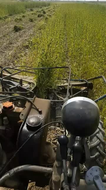 درو کنجدبا دستگاه بسته بندی|خدمات باغبانی و درختکاری|کهنوج, |دیوار