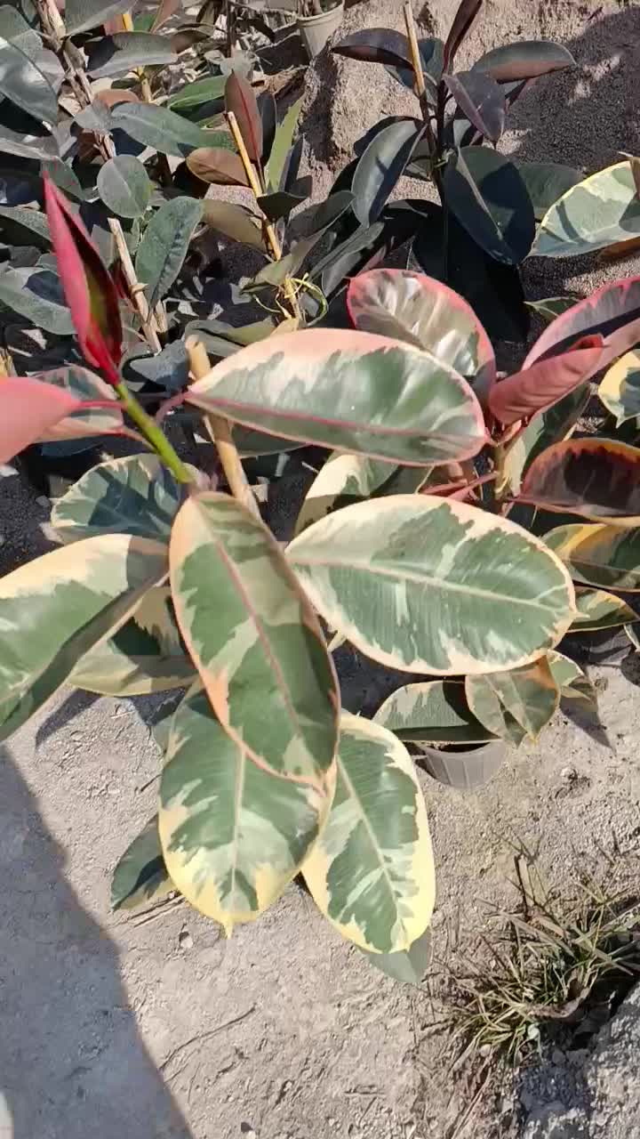 گلفروشی آمیتیس|گل و گیاه طبیعی|گنبد کاووس, |دیوار