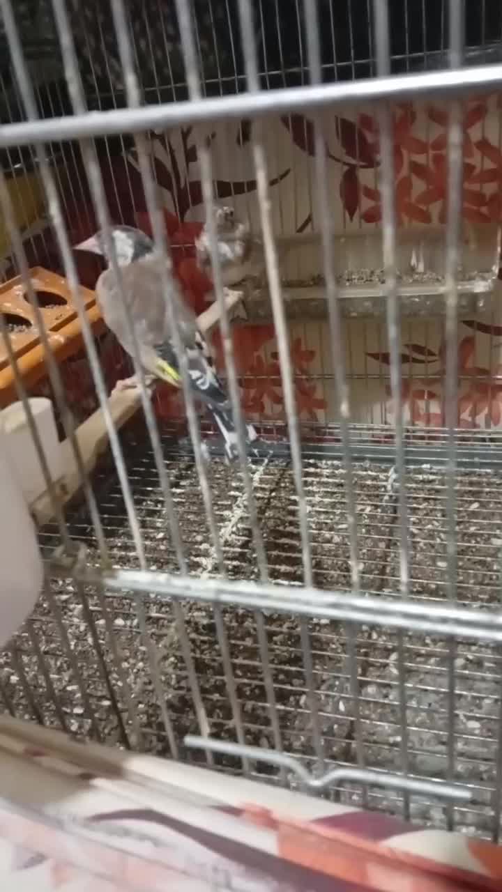 جوجه سهره سال دشتکی|پرنده|شیراز, کوشک میدان|دیوار