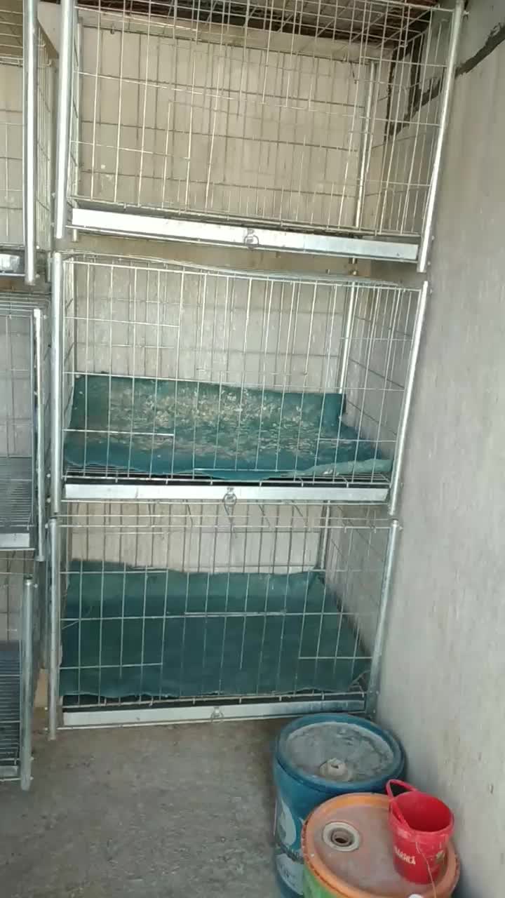 قفس جفت کن کبوتر|لوازم جانبی حیوانات|ایلام, |دیوار