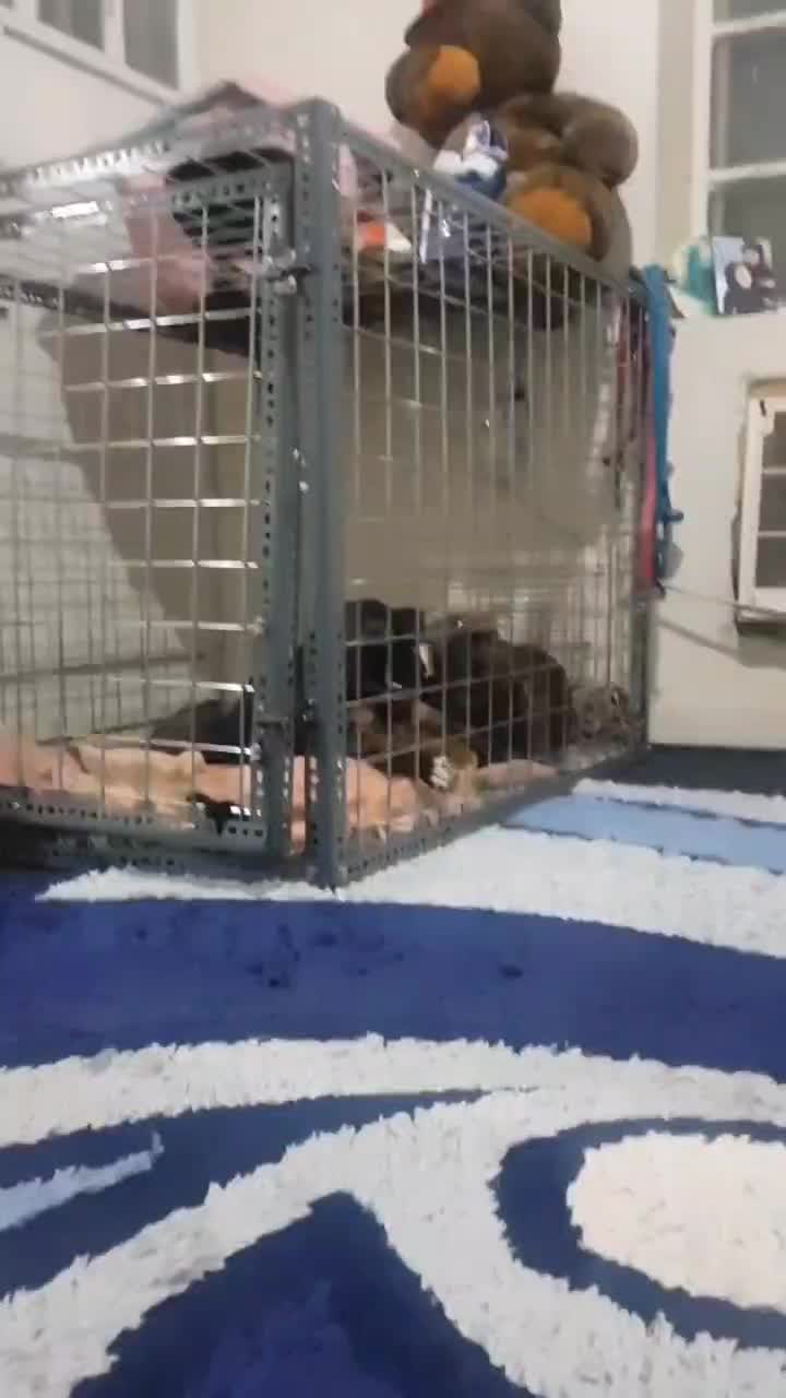 قفس|لوازم جانبی حیوانات|آبادان, |دیوار