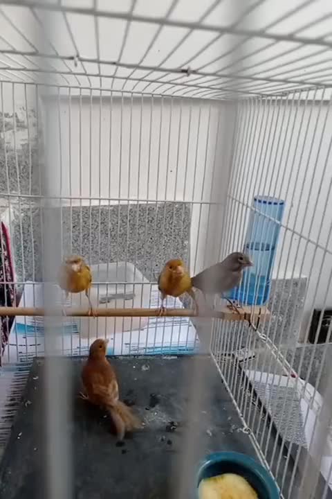 قناری نروماده|پرنده|مشهد, فتح المبین|دیوار