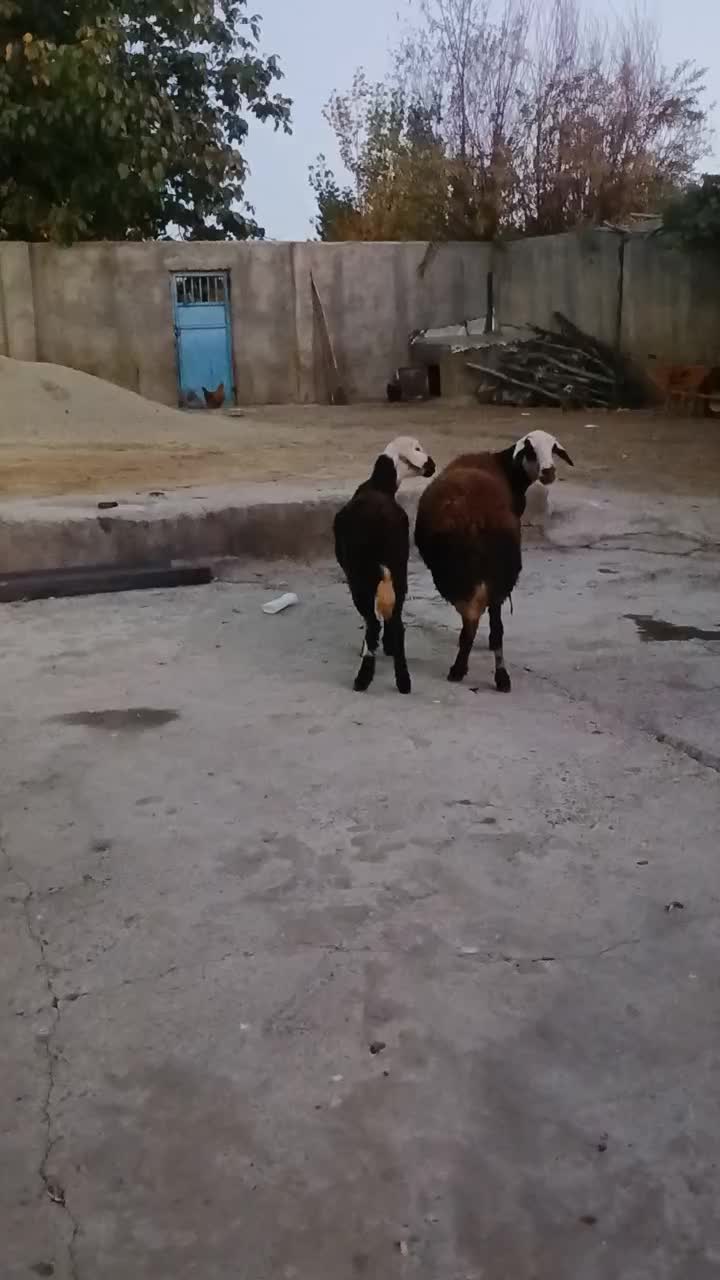 میش بره ماده میش آبستن هستش،پوست گاوی آنتیک|حیوانات مزرعه|بروجرد, |دیوار