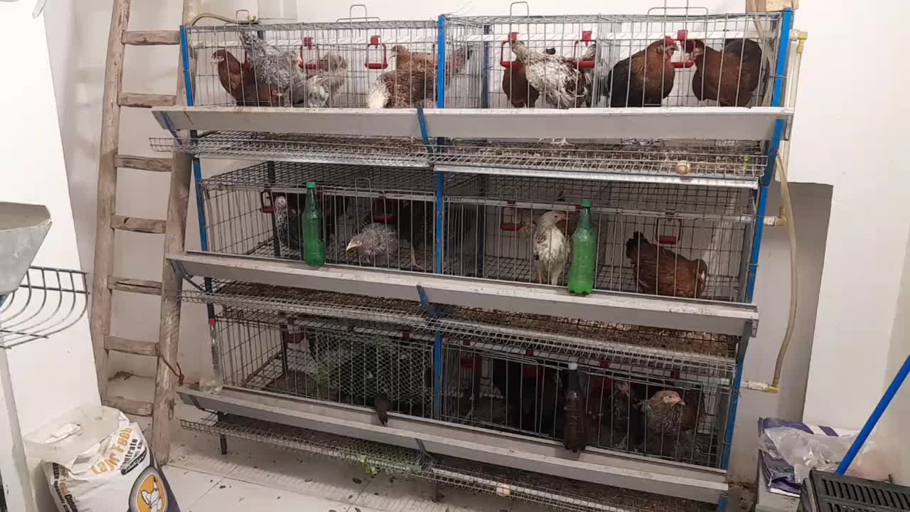 خروس قفس مرغ تخمگذار|حیوانات مزرعه|مشهد, کشف|دیوار