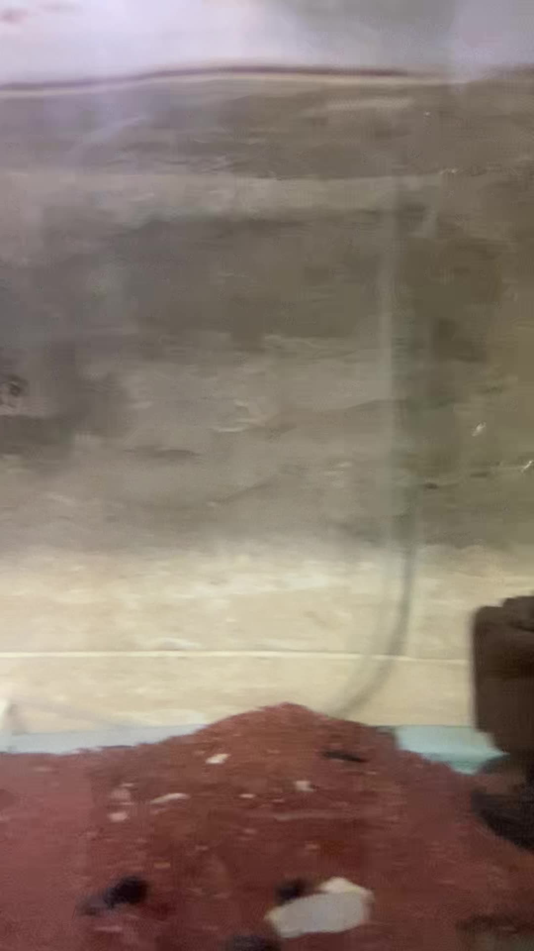 فروش یا معاوضه چند ماهی خاص|ماهی|تهران, افسریه شمالی|دیوار